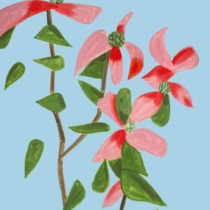 Red Dogwood 2